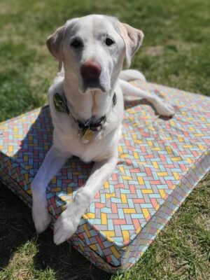 Molly Mutt Huge Dog Bed Cover – Clark Gable Print – Measures 36”X45”X5”- 100% Cotton – Durable – Breathable – Sustainable – Machine Washable Dog Bed Cover